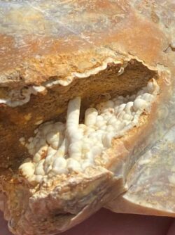 Savannah River Agate