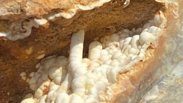 Savannah River Agate