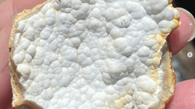 Savannah River Agate